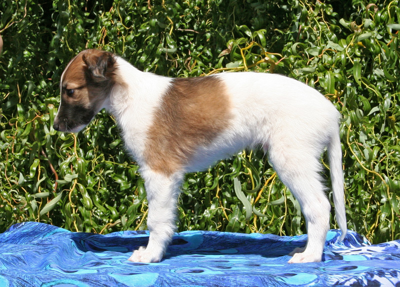 5 weeks - Boy 2 left